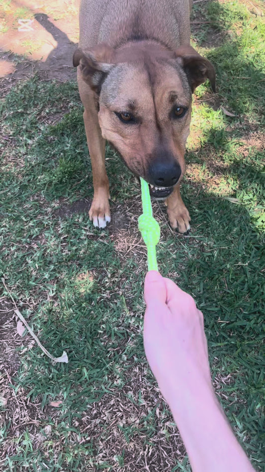 Summer Doggie Bundle